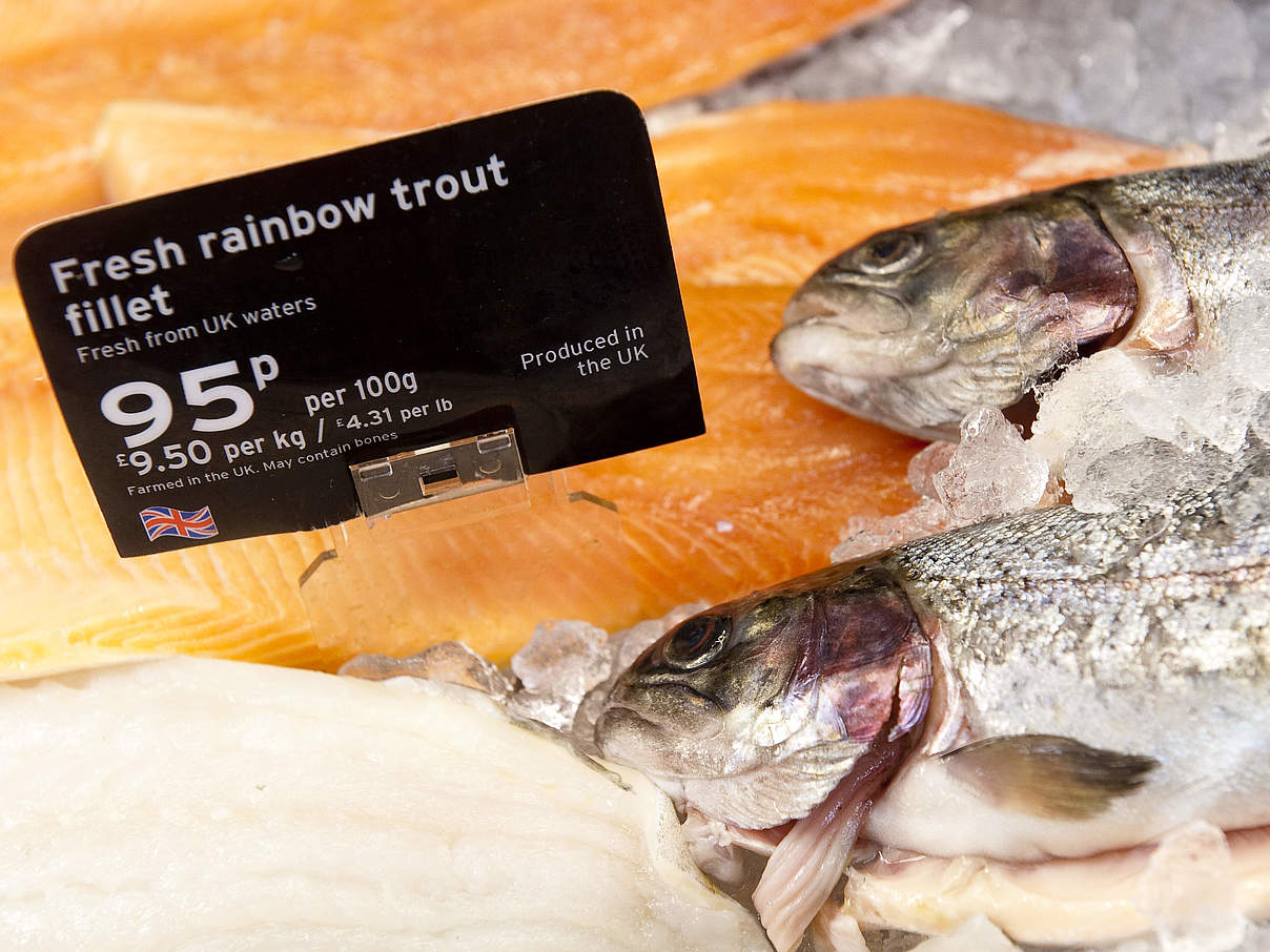 Fisch im Supermarkt © Richard Stonehouse / WWF