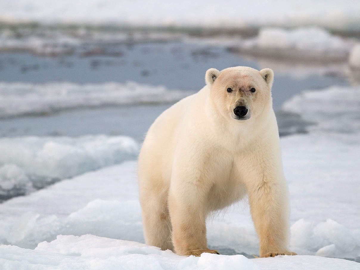 Eisbär (Ursus maritimus) im norwegischen Spitzbergen © Steve Morello / WWF