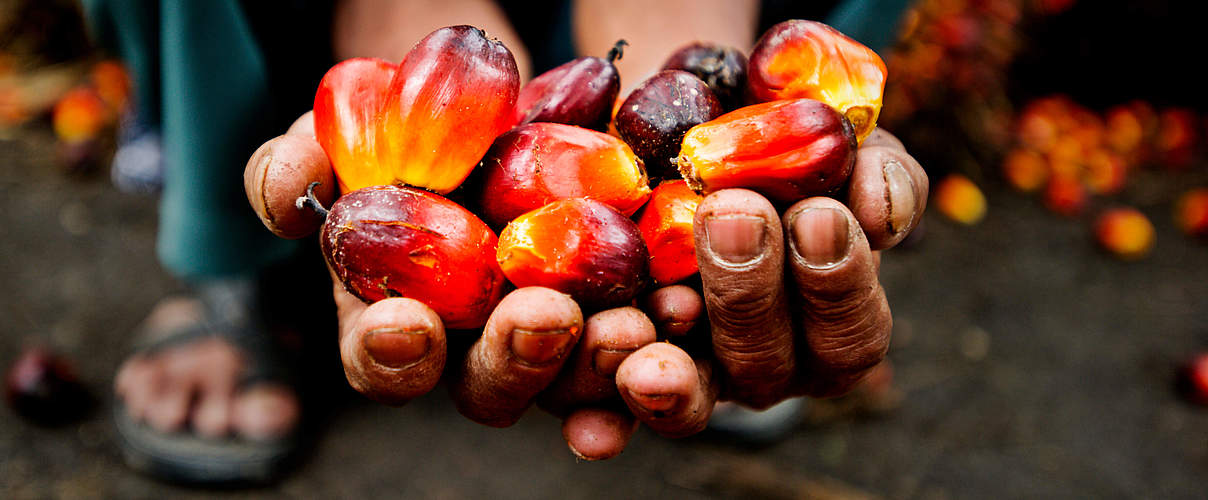 Früchte der Ölplame © James Morgan / WWF-International