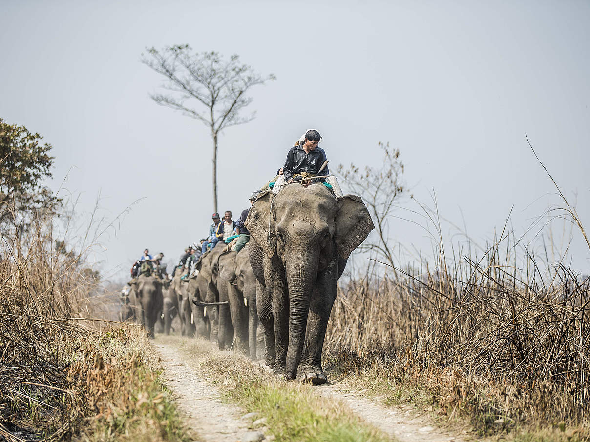 Elefanten-Führer in Nepal © Samir Jung Thapa / Hariyo Ban Program / WWF Nepal