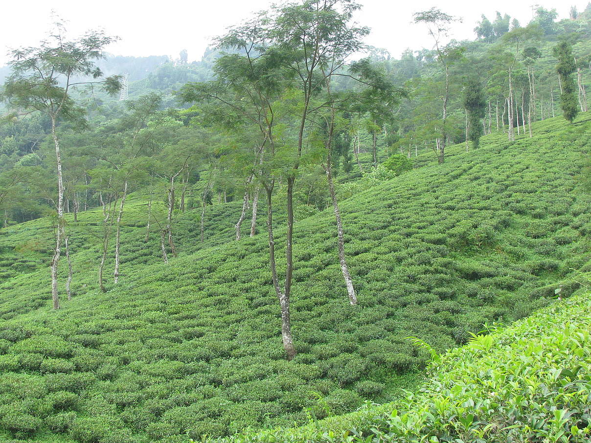 Tee und Aufforstung im Teekampagne-Anbaugebiet Darjeeling © Rikchen Zimba