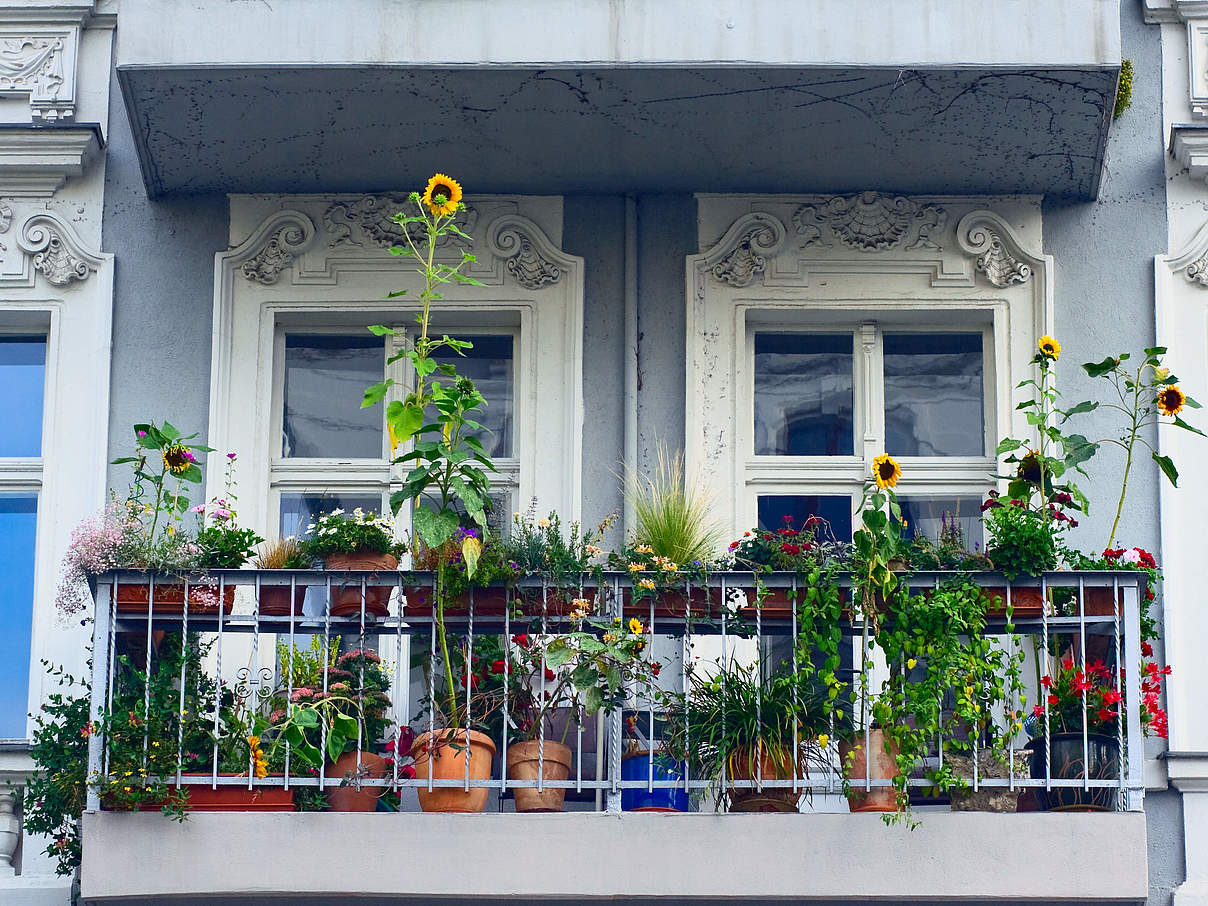 Sonnenblumen auf dem Balkon © justhavealook / iStock GettyImages