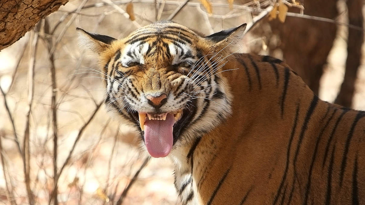 Bengal-Tiger © Marion Fauchart-Joche