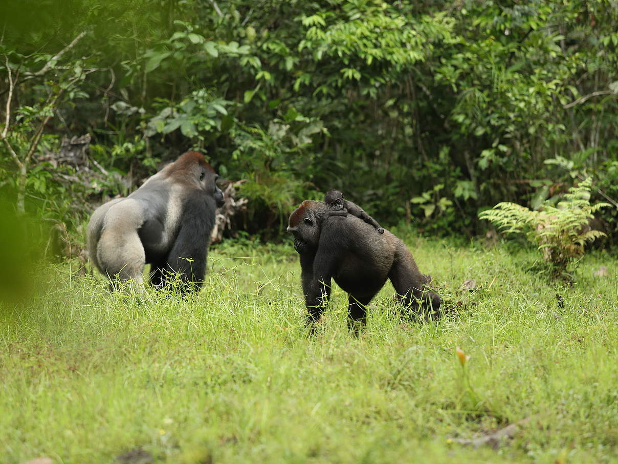 Silberrücken und Gorilla-Weibchen mit Jungtier, Dzanga-Sangha © Gesa Labahn / WWF