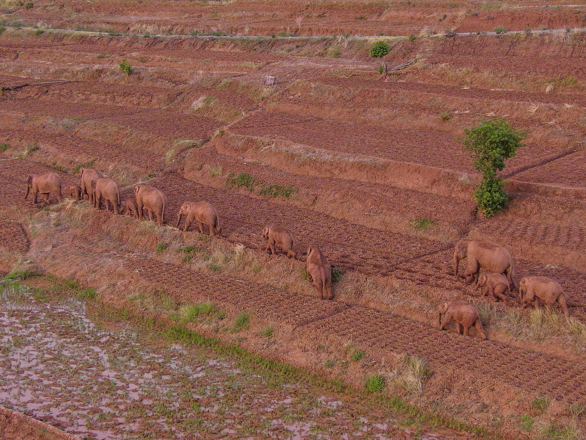 Wandernde Elefanten in China aus der Ferne betrachtet © imago images Xinhua