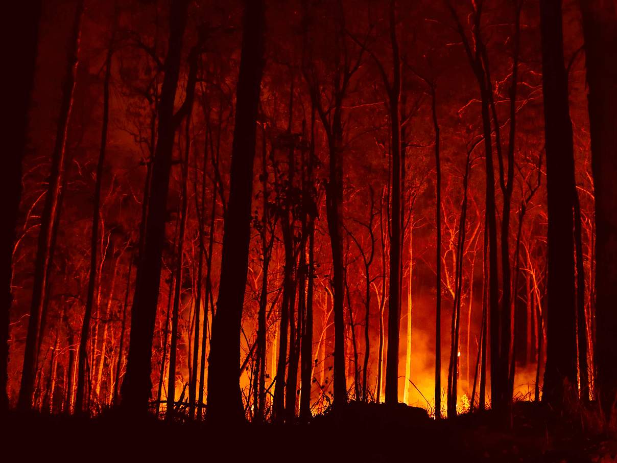 Waldbrand Australien © Adam Dederer / WWF Australia