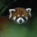 Roter Panda im Baum © naturepl.com / Anup Shah / WWF