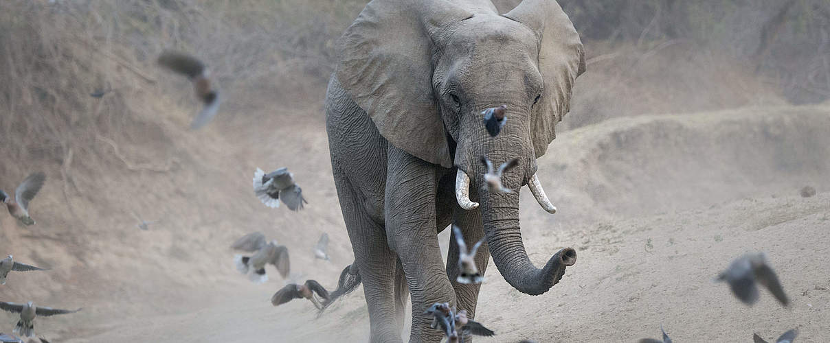 Afrikanischer Elefant © Richard Barrett / WWF-UK
