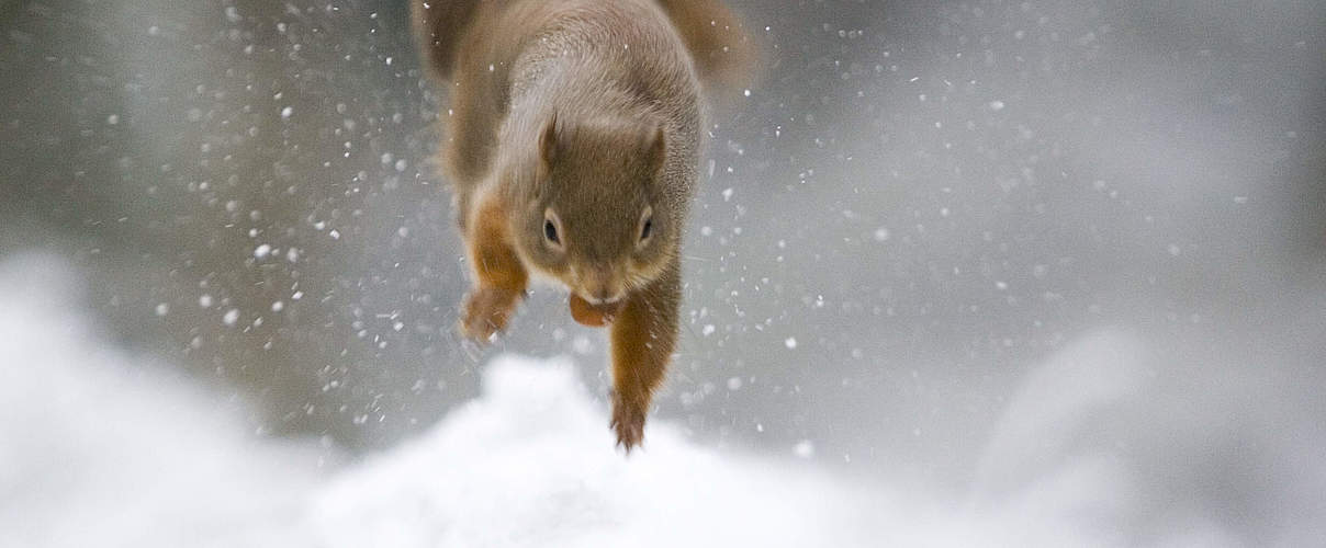 Eichhörnchen im Schnee © Wild Wonders of Europe / Peter Cairns / WWF