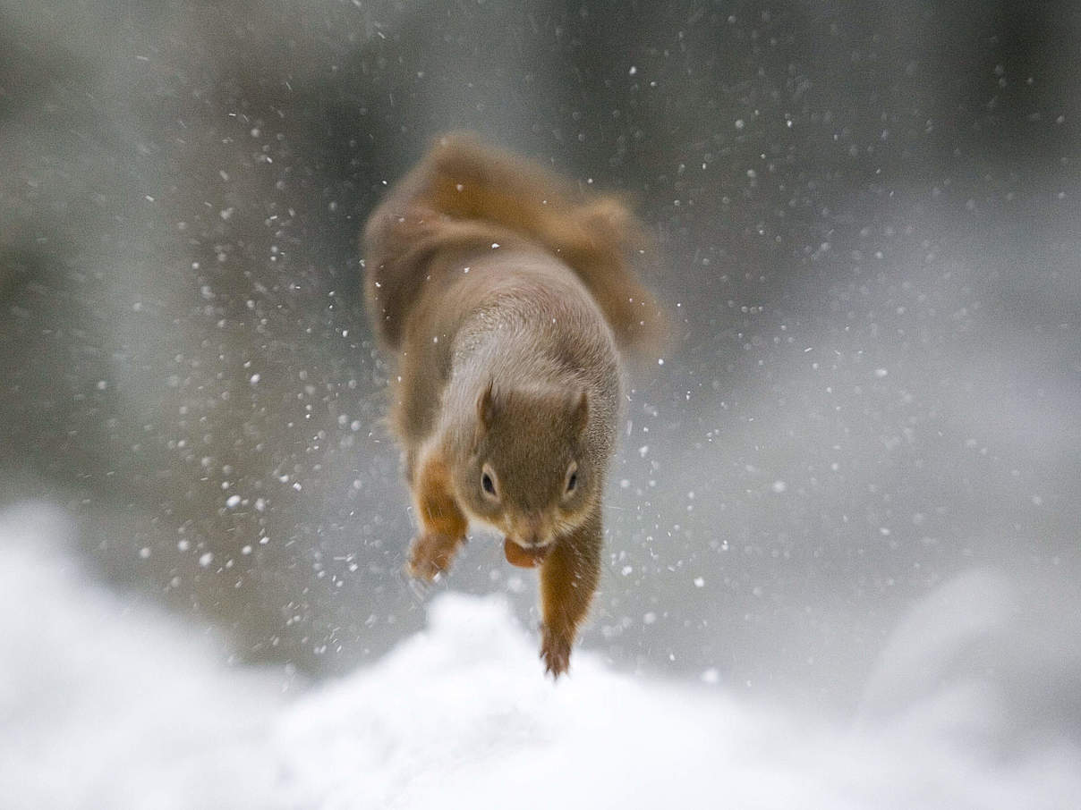 Eichhörnchen im Schnee © Wild Wonders of Europe / Peter Cairns / WWF