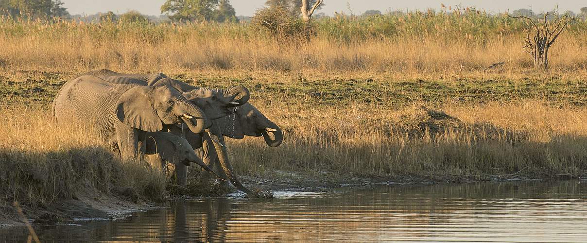 Trinkende Elefanten in Namibia © Patrick Bentley / WWF-US