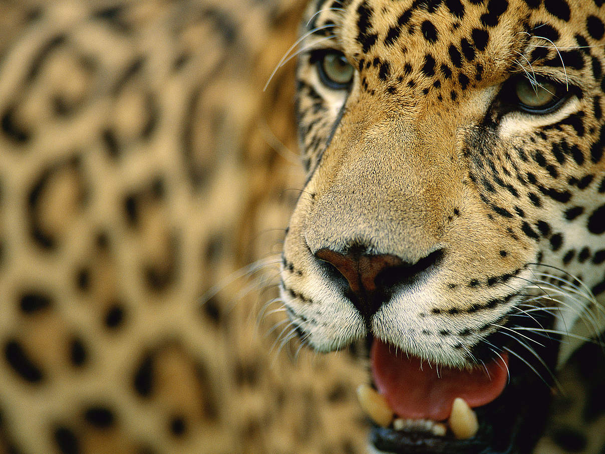 Jaguar © Staffan Widstrand / WWF