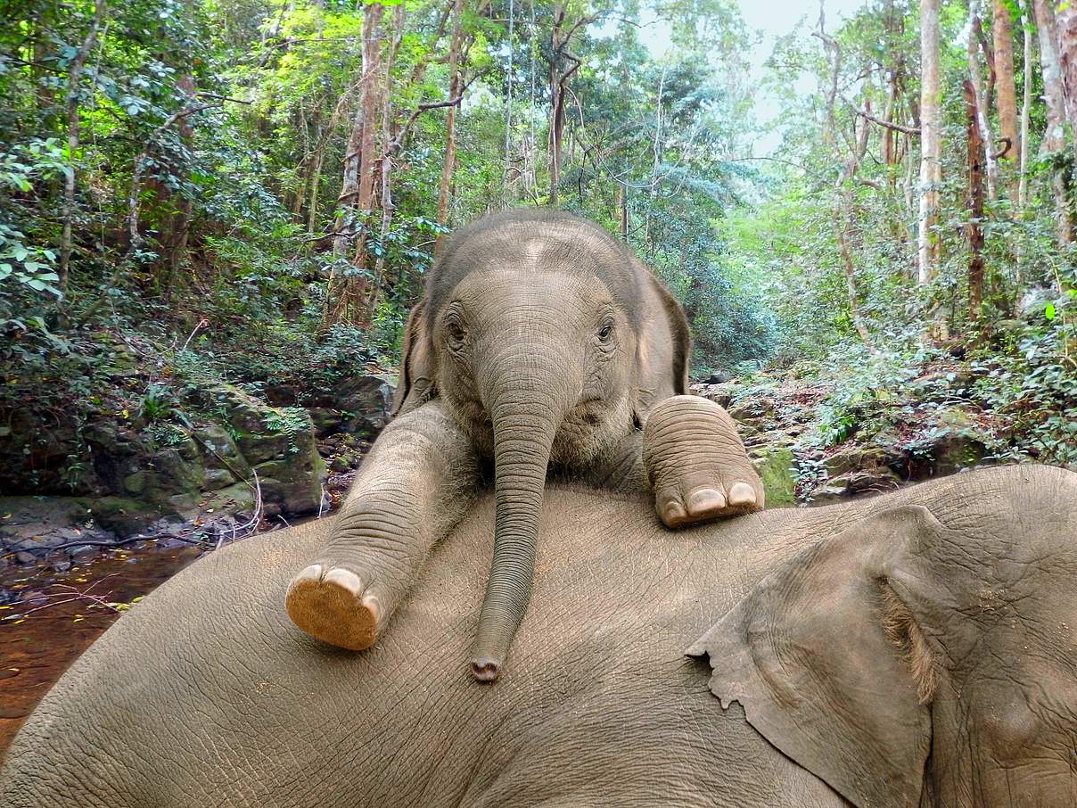 Kleiner Elefant mit Mutter © WWF