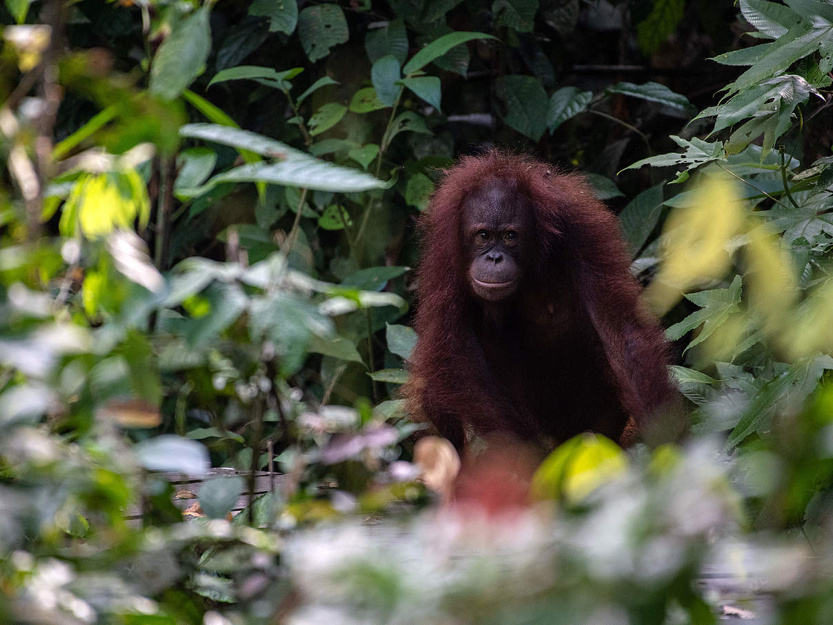 Borneo-Orang-Utan Weibchen © Chris J Ratcliffe / WWF UK