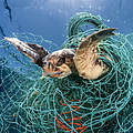 Schildkröte gefangen im Netz © naturepl.com / Jordi Chias / WWF