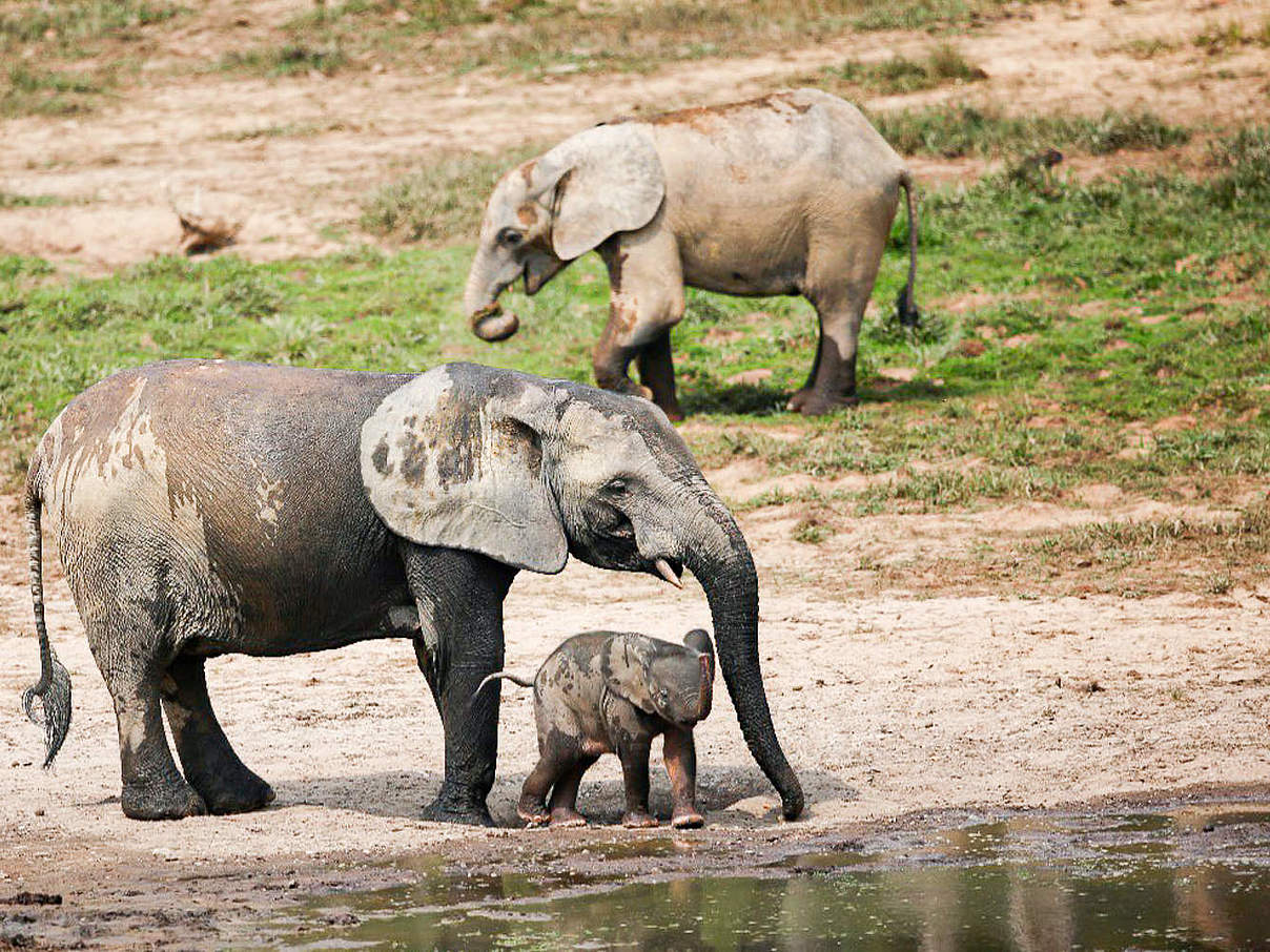 Waldelefant besucht Dzanga Bai mit Baby © Isidore Yankoisse