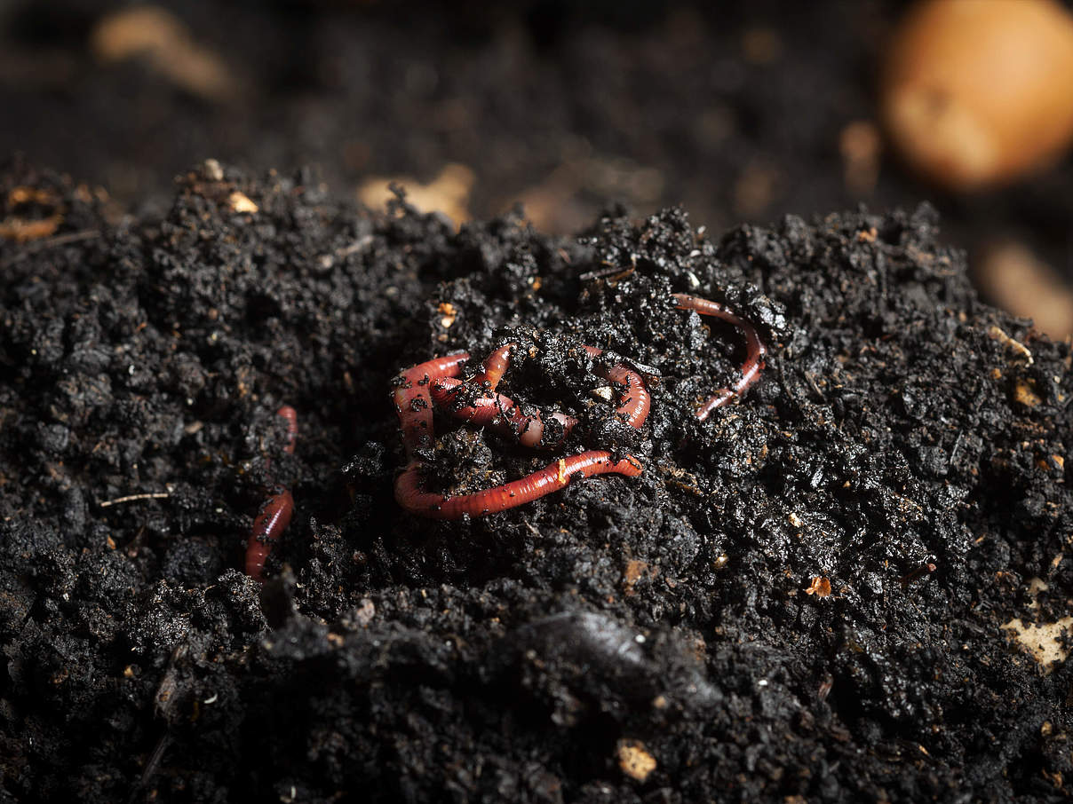 Selbstgemachter Kompost erfreut Garten und Regenwurm @ MementoImage / iStock / Getty Images