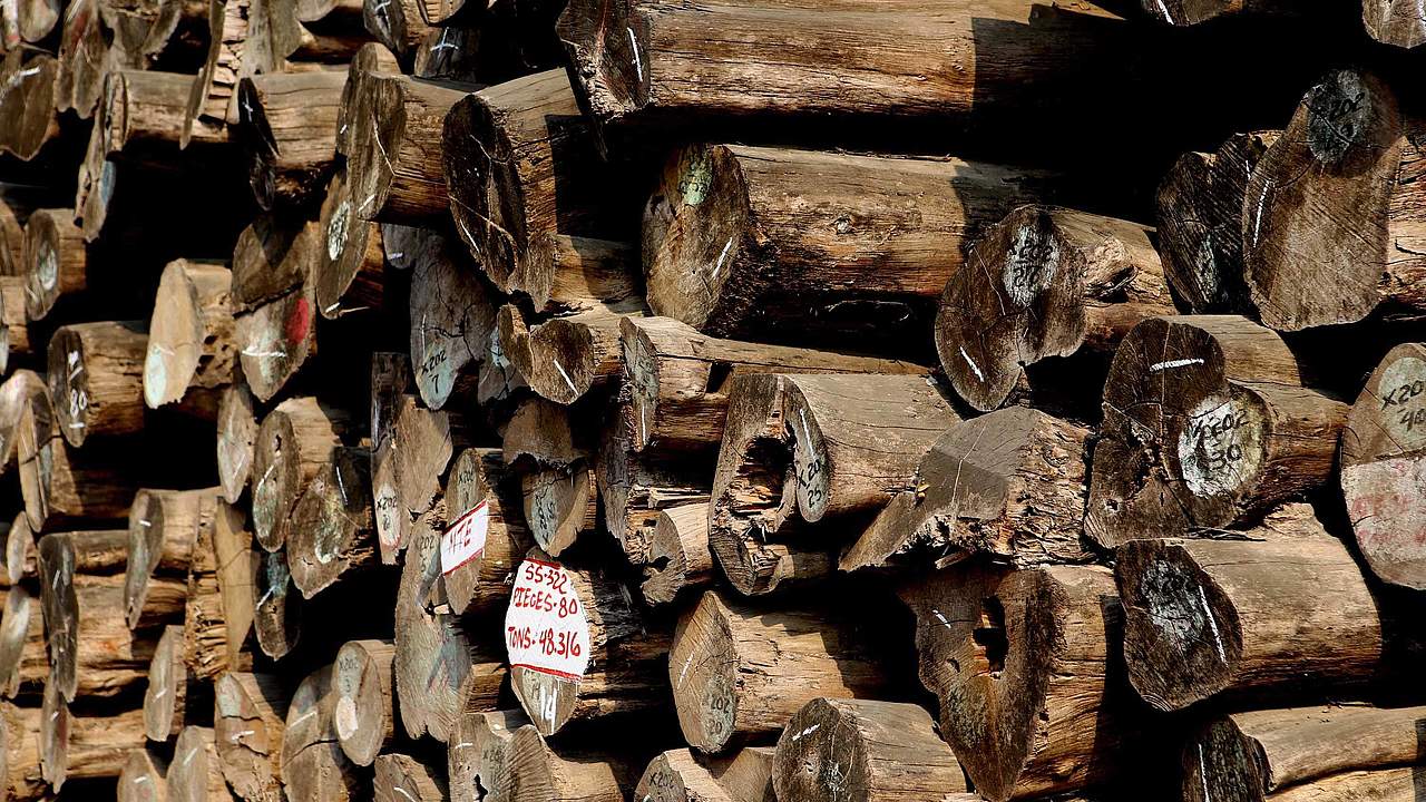 Geschlagenes Teak Holz in Myanmar © imago / xinhua