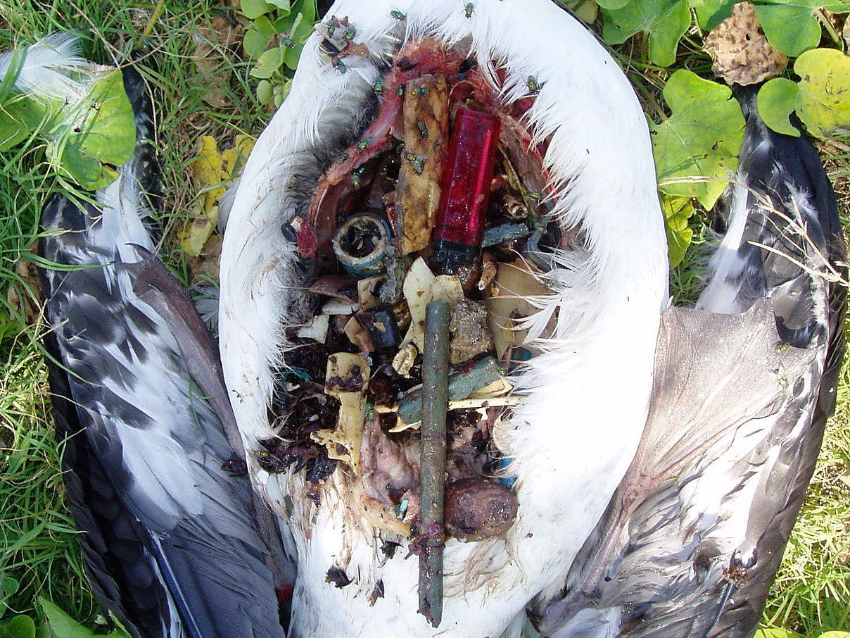 Albatros durch Plastik getötet © Claire Fackler / NOAA National Marine Sanctuaries / Marine Photobank