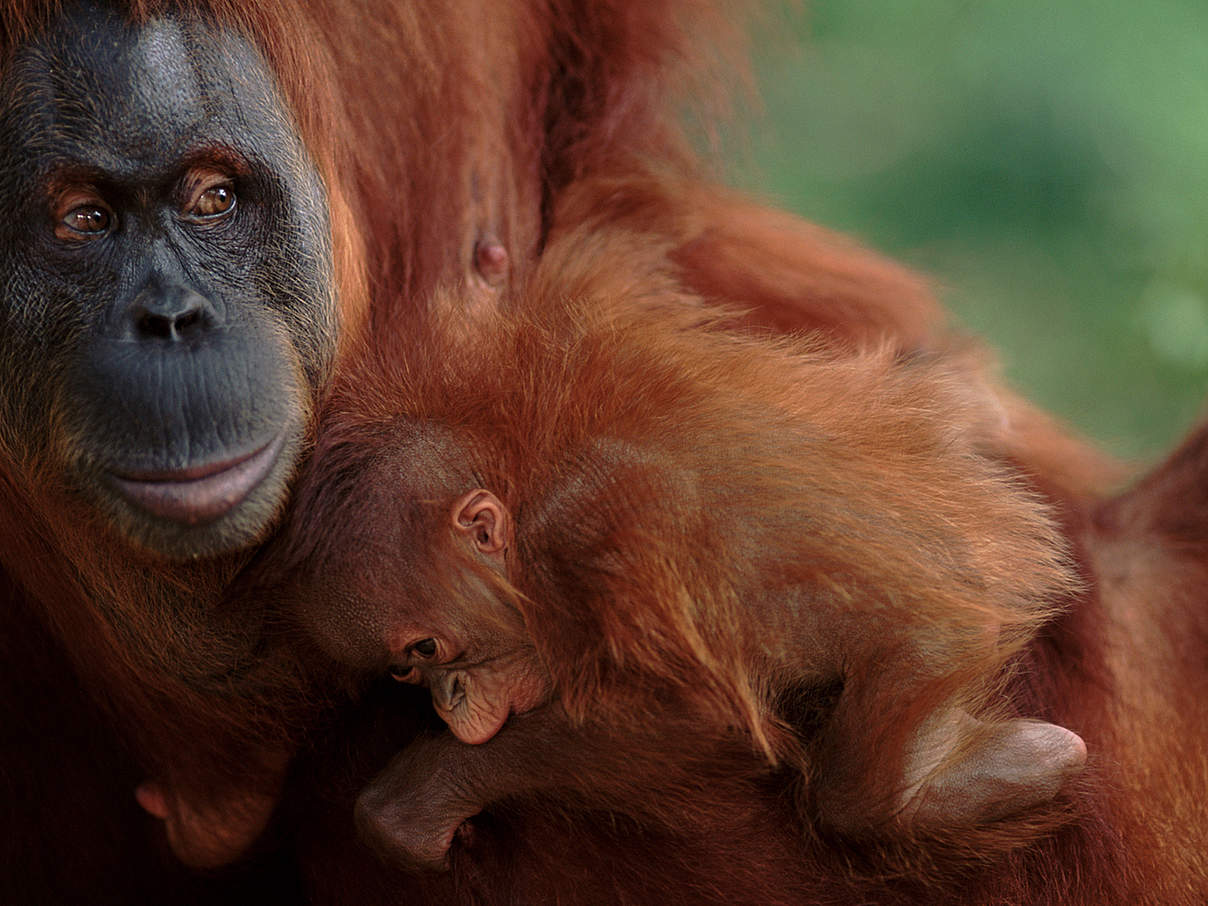 Sumatra-Orang-Utan-Weibchen mit Nachwuchs © naturepl.com / Anup Shah / WWF