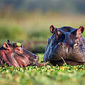 Die Bestände der Flusspferde, die in Flüssen, Seen und Feuchtgebieten in vielen Teilen Afrikas südlich der Sahara vorkommen, sind in den letzten Jahrzehnten gesunken © naturepl.com / Anup Shah / WWF 