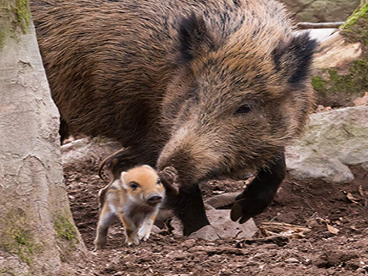Die Schweinepest verbreitet sich eher durch menschliche Nachlässigkeit als durch Wildschweine © WWF/Ralph Frank