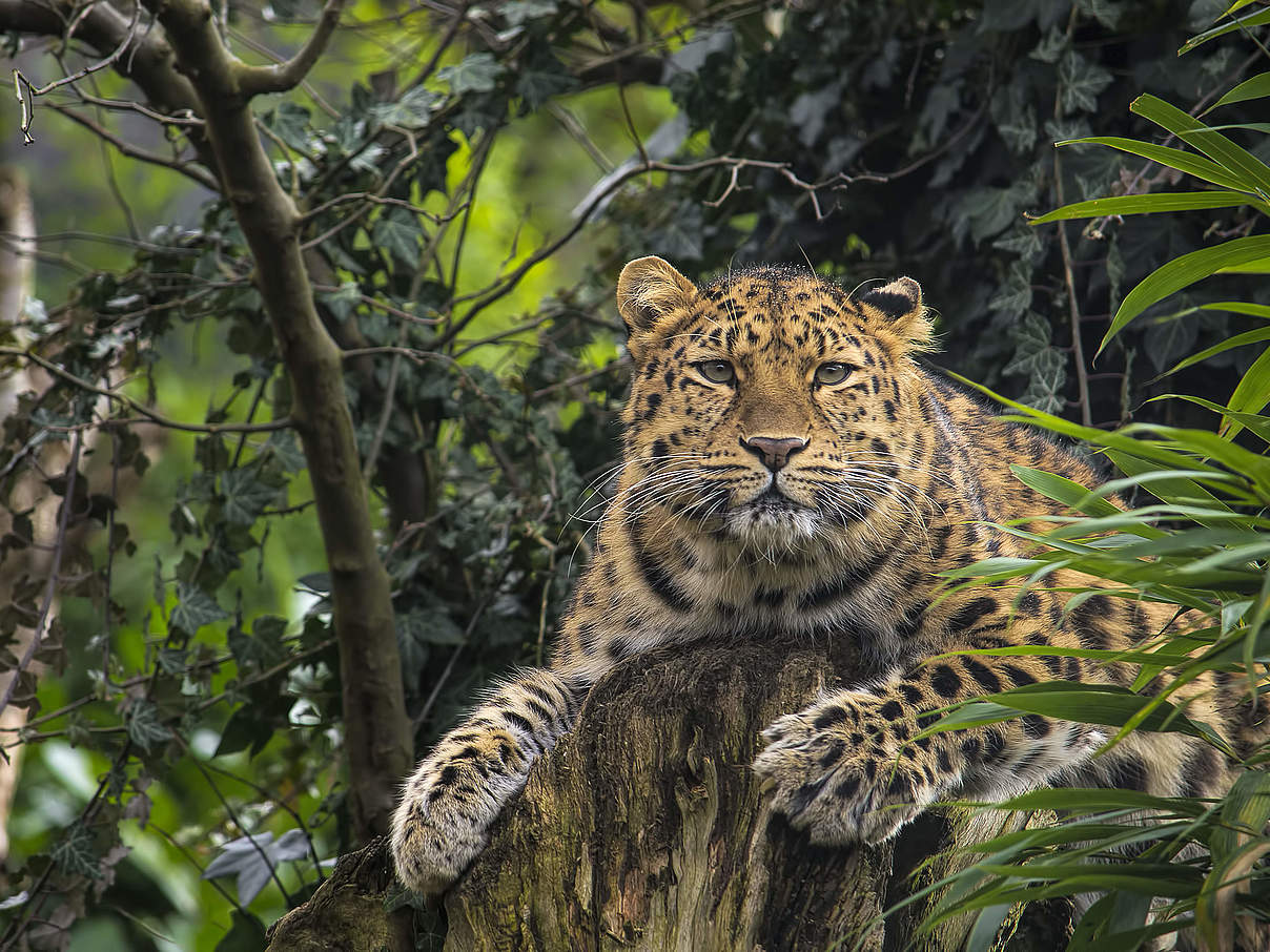 Amur-Leopard im Dickicht © stanzi11 / iStock / Getty Images