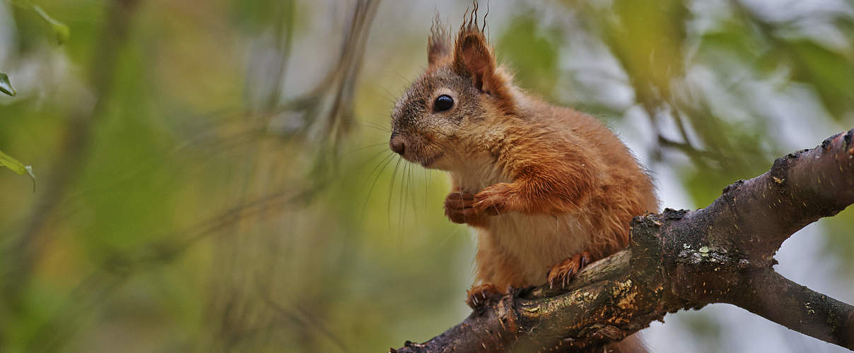 Eichhörnchen © Ola Jennersten / WWF-Sweden 