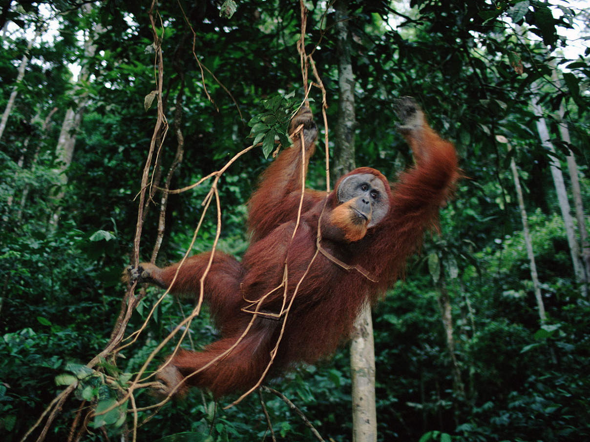 Sumatra-Orang-Utan schwingt von Baum zu Baum © naturepl.com / Anup Shah / WWF