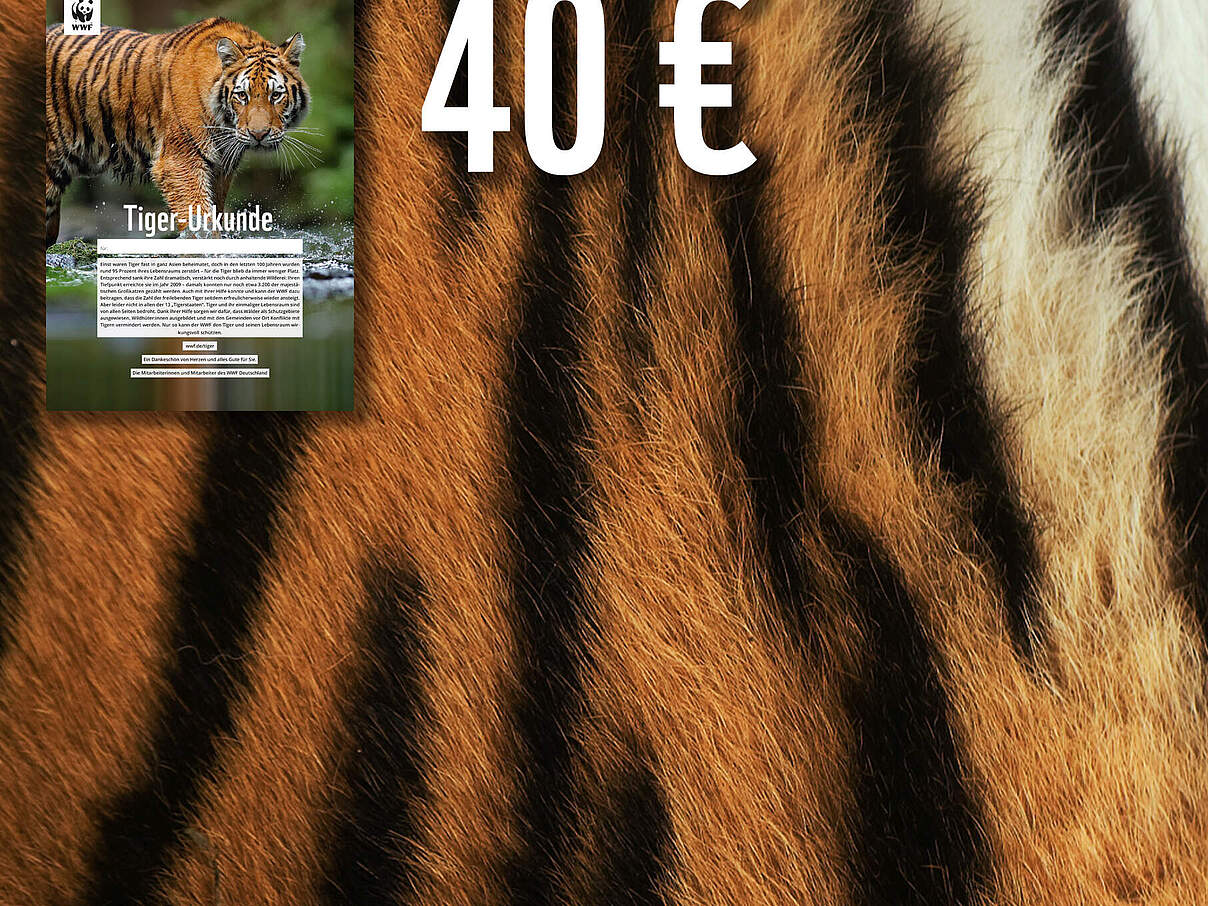Tiger Urkunde © naturepl.com / Edwin Giesbers / WWF