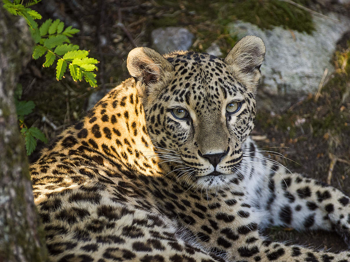 Kaukasus-Leoparden Weibchen © Ola Jennersten / WWF Schweden