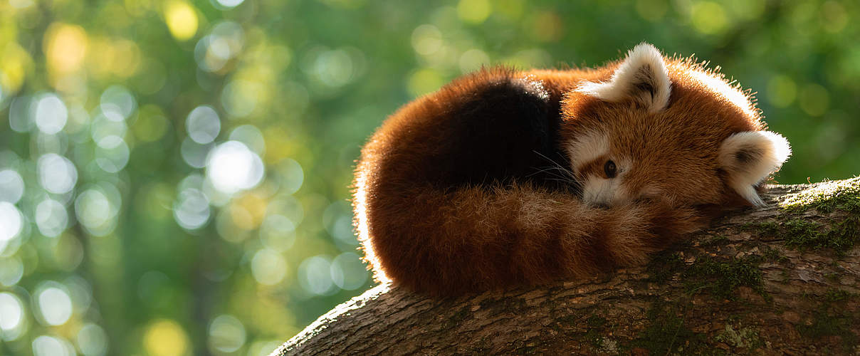 Roter Panda © AB photography / iStock / GettyImages Plus