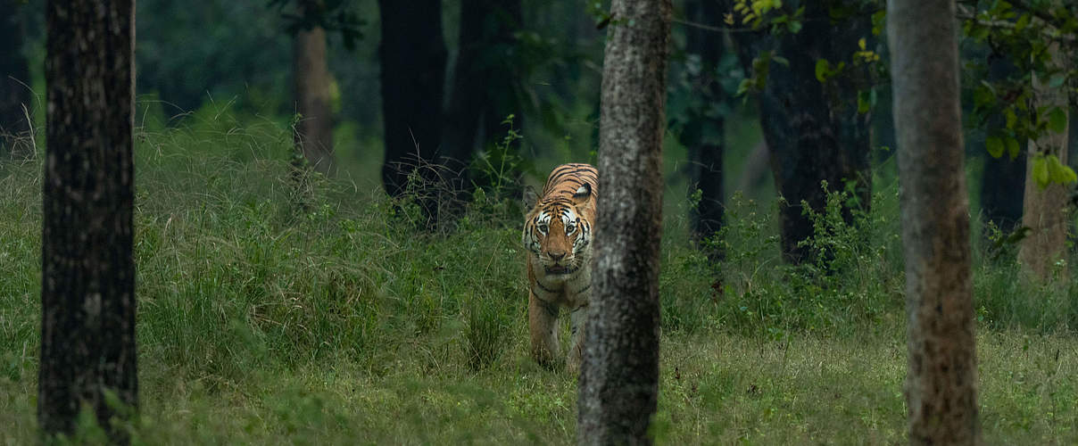 Bengal im Pench-Nationalpark © Narayanan Iyer (Naresh) / WWF-International