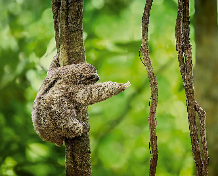 Faultier hangelt sich von Baum zu Baum © gettyimages