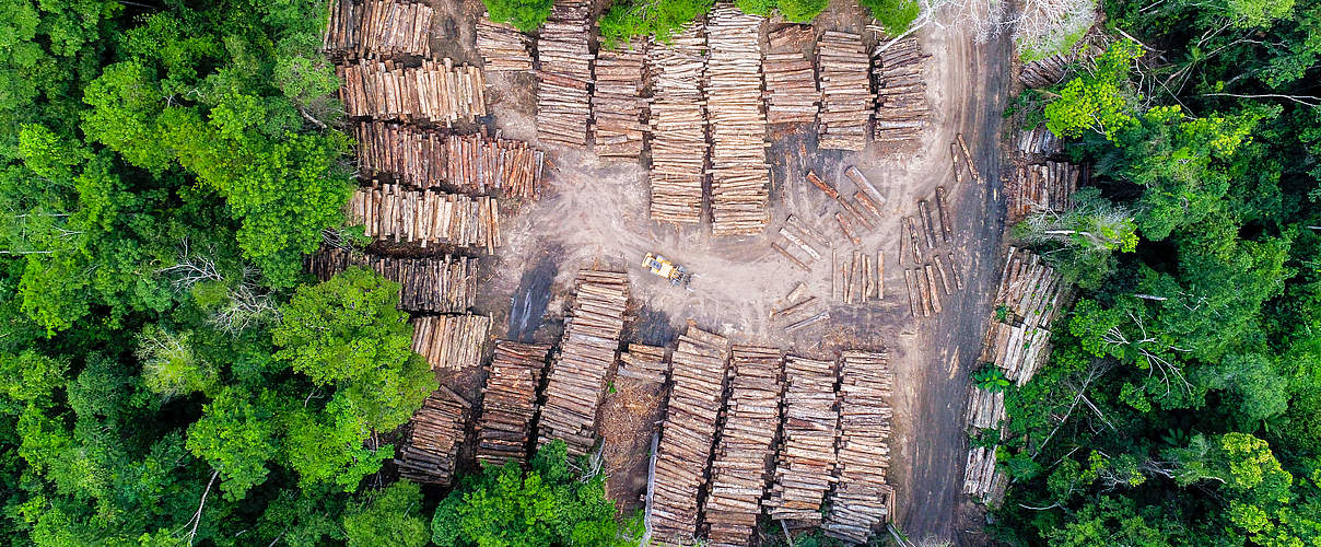 Holzlager im brasilianischen Regenwald. © GettyImages / istock / Tarcisio-Schnaider