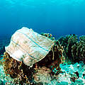Koralle mit Plastiktüte © Jürgen Freund / WWF