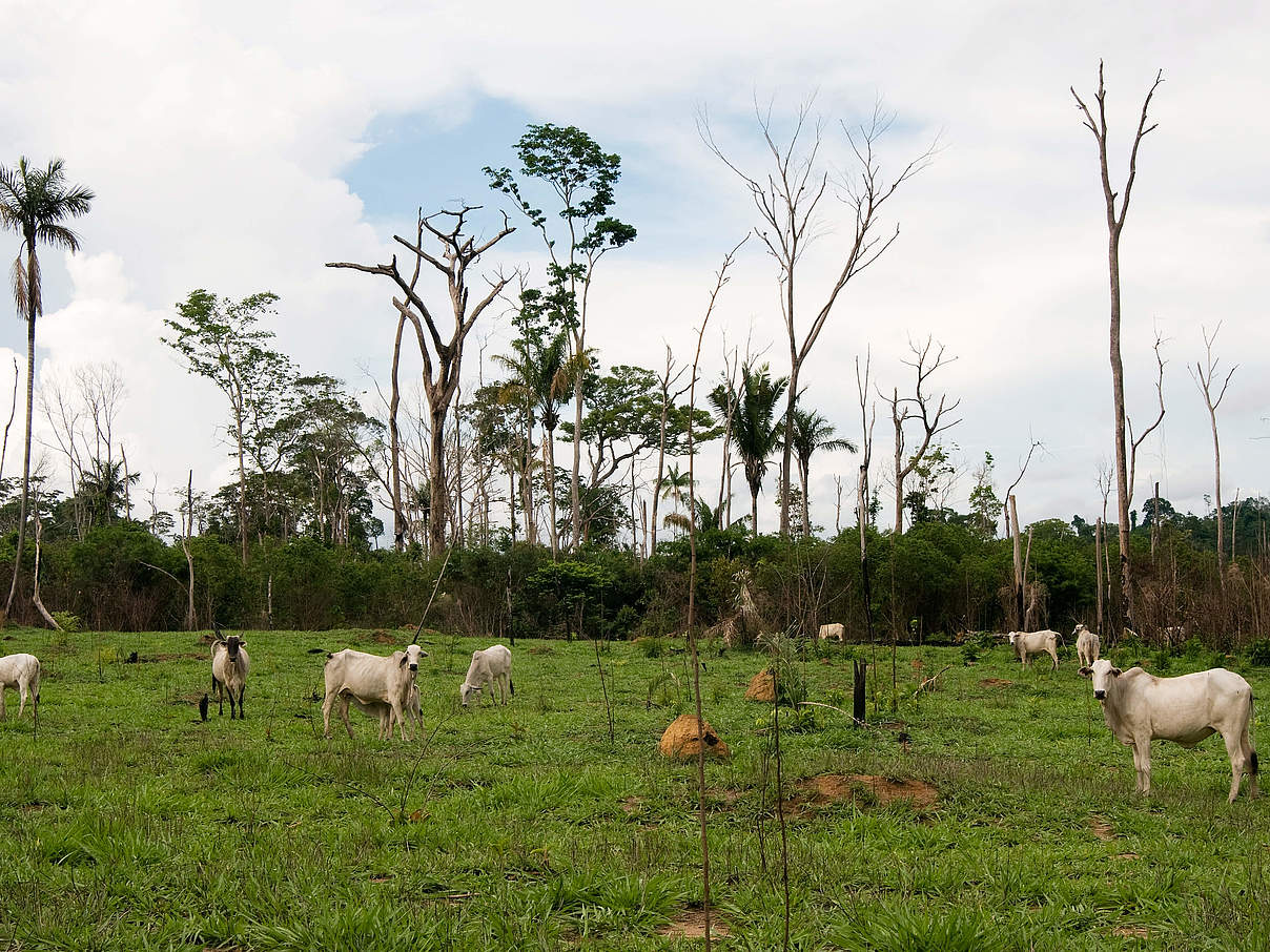 Weideland auf entwaldeten Fläche © Adriano Gambarini / WWF Brasilien