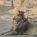 Ein Löwenmännchen mit einem Jungtier in Namibia © naturepl.com / Adrian Davies / WWF