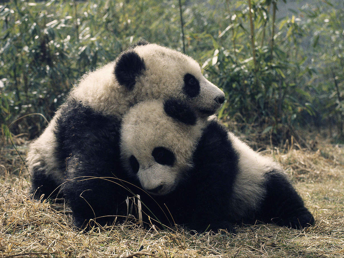 Grosser Panda in China © Susan A. Mainka / WWF