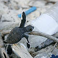Schildkröte auf Plastikflasche © Brent Stirton / GettyImages / WWF-UK