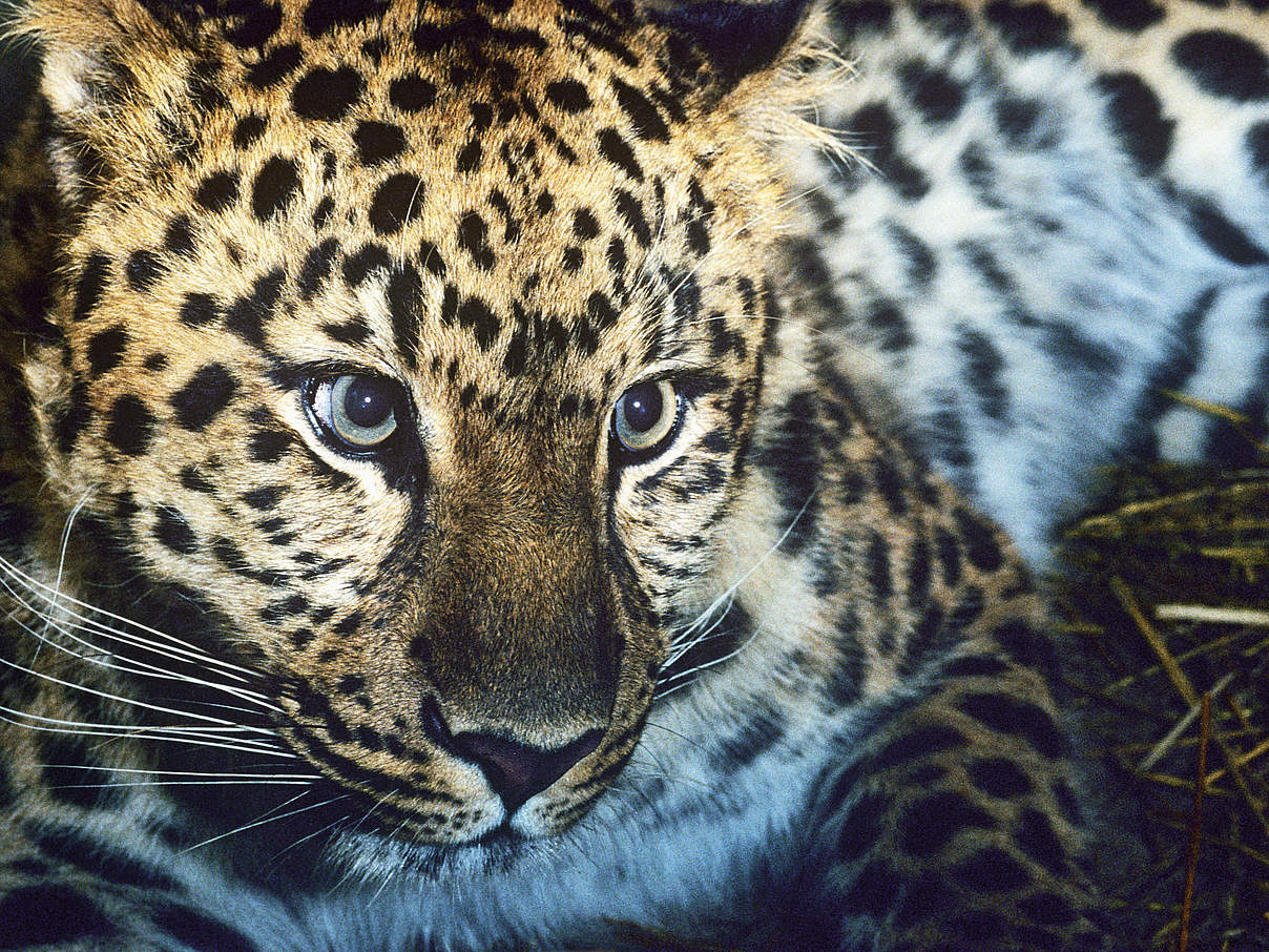Amur-Leopard © David Lawson / WWF UK
