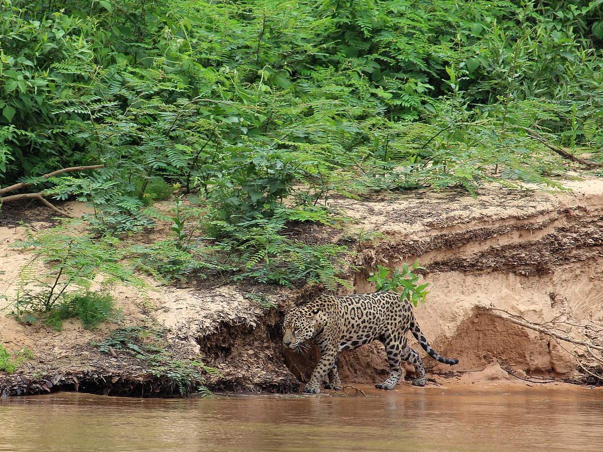 Jaguar am Flussufer © Valeria Boron / WWF UK