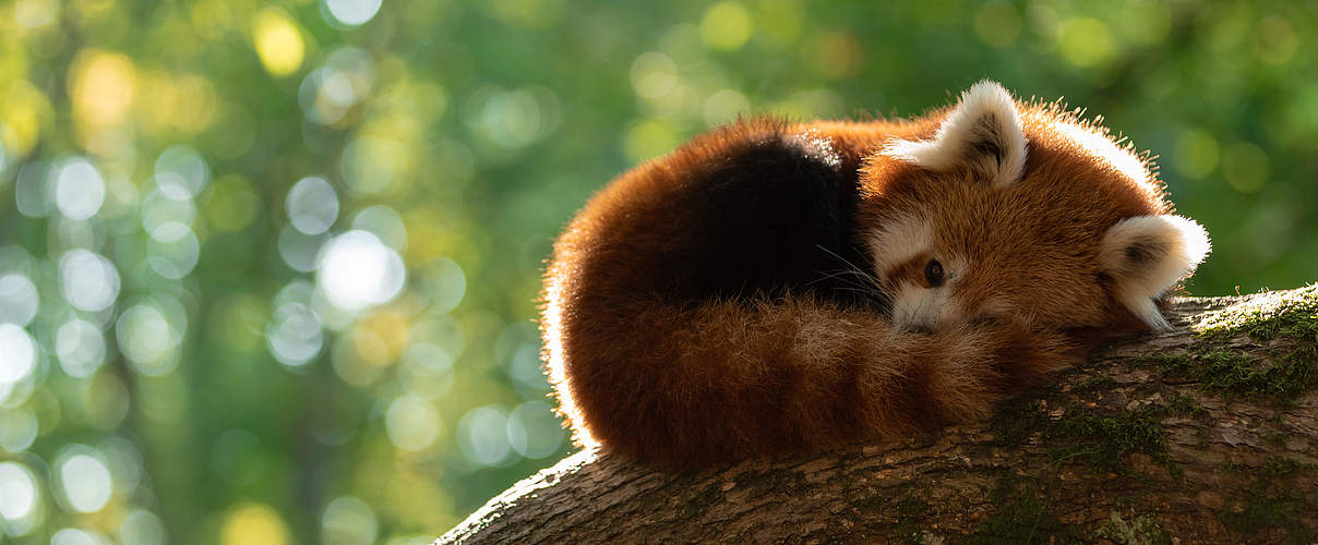 Roter Panda © AB photography / iStock / Getty Images Plus