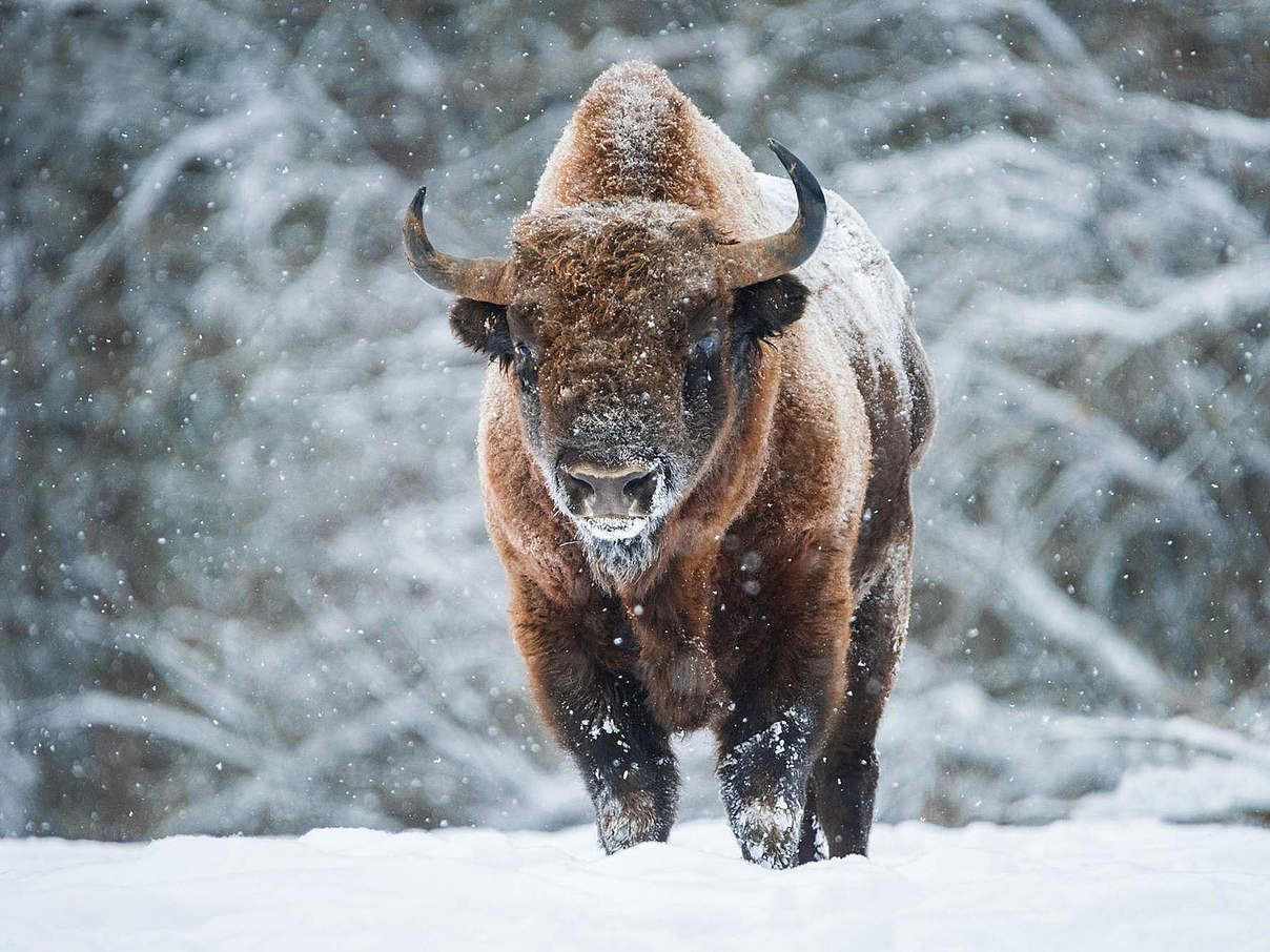 Wisent (Europäisches Bison) © Anton Agarkov / WHITEROAD.ME