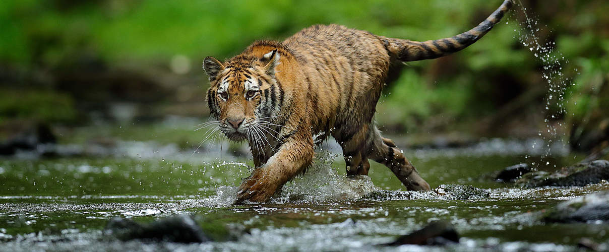 Sibirischer Tiger © GettyImages / Ondrej Prosicky