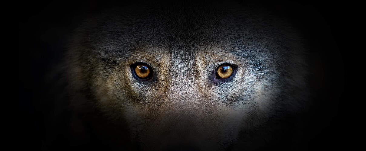 Wolf © Byrdyak / iStock / Getty Images