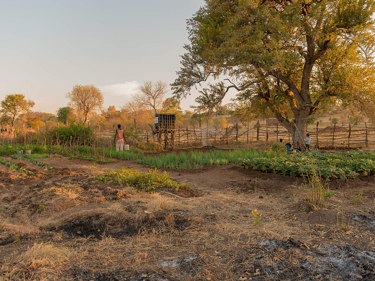 Ein Dorfgarten im afrikanischen Sambia © Gareth Bentley / WWF-US