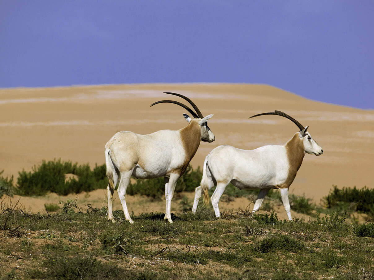 Oryx Antilope (Oryx dammah) © Martin Harvey / WWF