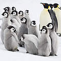 Kaiserpinguine © naturepl.com / Bryan and Cherry Alexander / WWF