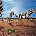 Zebras © naturepl.com / Anup Shah / WWF